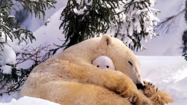 🐻❄️Urso Polar E Seus Filhotes