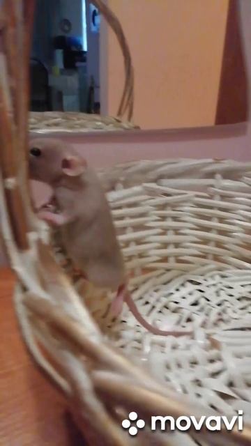 MovaviClips_Video_20250221-191544.mp4