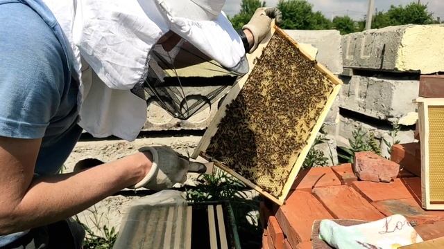 3-я часть. июнь 2023 развитее пчел с 2-х рамок продолжение.