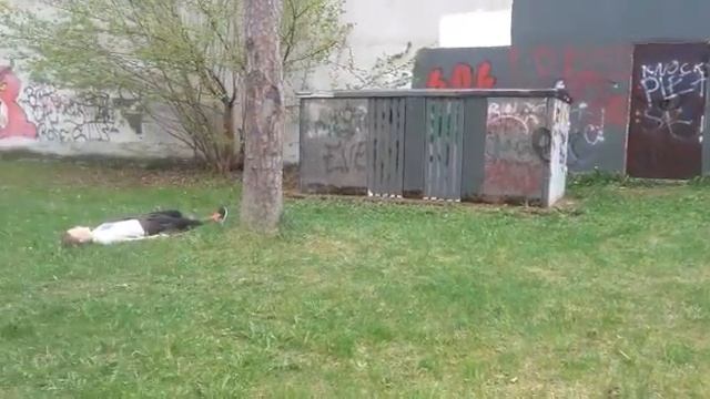 Страшный Лес - 1 сезон 7 серия