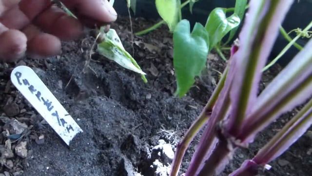 Success On Experimental Method Of Propagating Yam/Dioscorea Alata