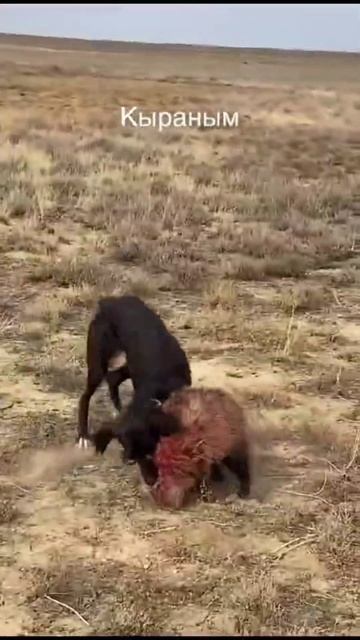 тазы охота на борсука #тазы #охота #охотничьисобаки #барсук