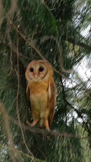 Barn Owl 🦉…#videography #wildlife #sonyalpha #photography #canon #lightroom #shortvideo #shorts