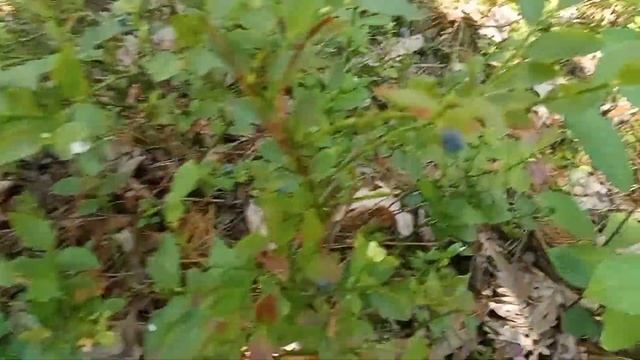 Как растет черника. #черника