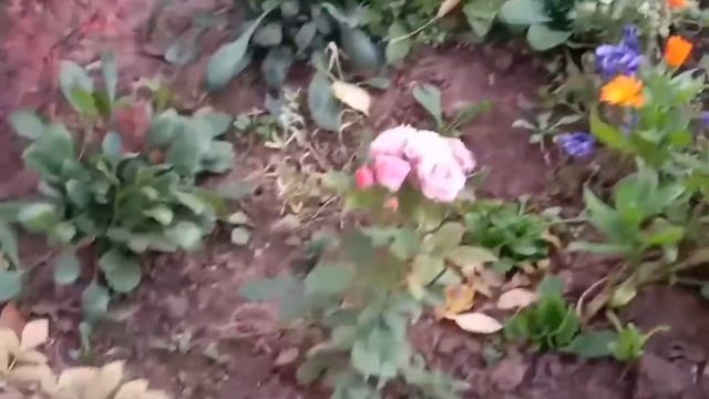 9cf7e3c74a6615fabf66e3231dc2239b