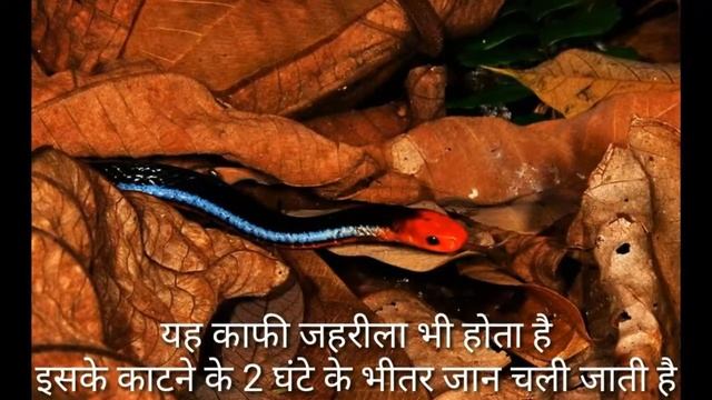 Fact Sky 1:दुनिया के 6 सबसे सुंदर साँप। Top 6 Most Beautiful Snake In World