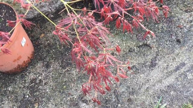 300 Seguidores. Gracias!