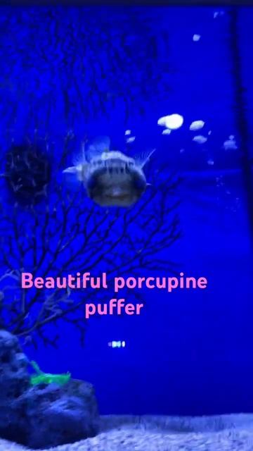 Porcupine Puffer