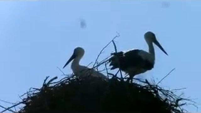 Real Storks In Nest Lithuania