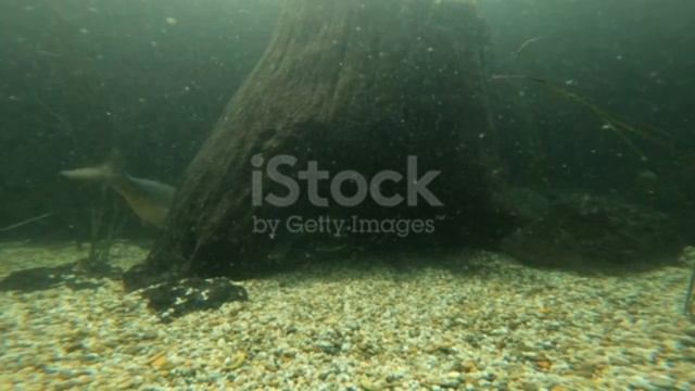 Факты о Карпе