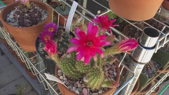 2cdfdf865423551459a51b3f316593d9