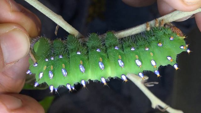 Shiniest Caterpillar Ever: Antheraea Montezuma (Saturniidae)