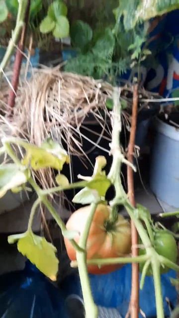 огород на балконе,томат Бычье сердце #shortsvideo #status #огород #томаты #shorts