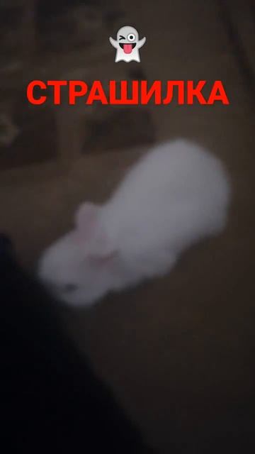 кто-то спрятал моего кролика в шкафу😱👻
