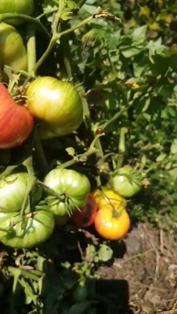 Томат серия гном DSB открытый грунт