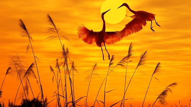 Solarveterok - Небо для двоих