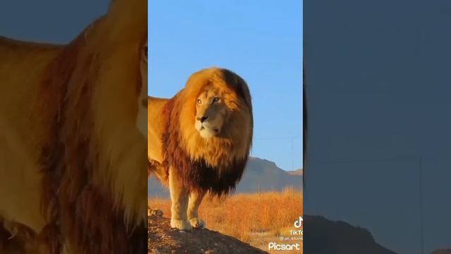 Lion ASMR / Roaring Sound Effect 🦁.