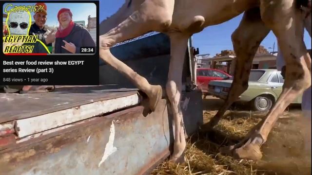 Shark Attack In Egypt, Hurghada