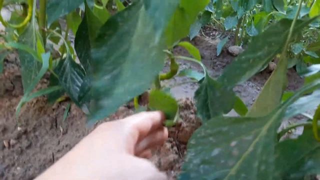 Çiçekler Bitkiler - Biberiye Lavanta Biber Domates Patlıcan Biber Ekimi Reyhan çiçeği Cennet Elması