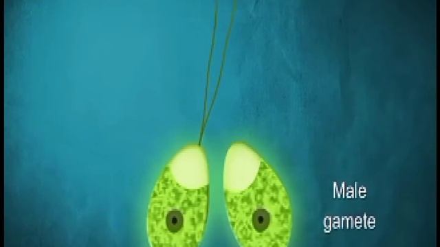 Sci5 Q2 Module 4 Its A Plant Part-y!