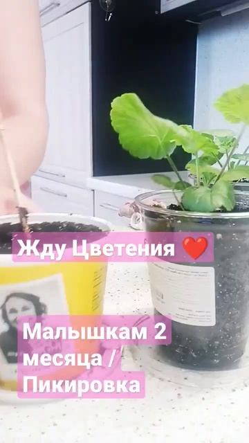 Пикировка 2 месячной Пеларгонии Жду цветения Пикировка/Пеларгония/Герань ролик про пикировку  ❗🤗