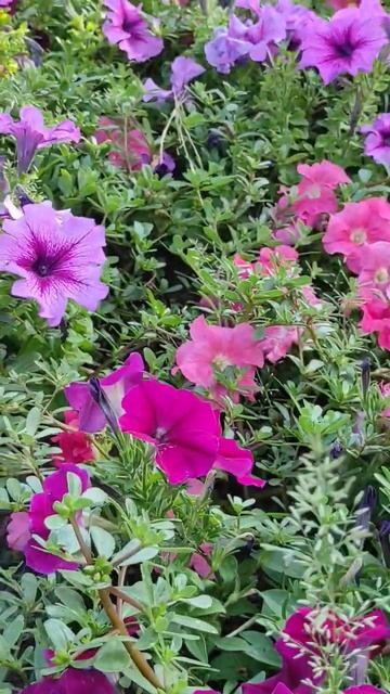 Аллея перед гимназией. #гимназия #аллея #лето #nature #цветы