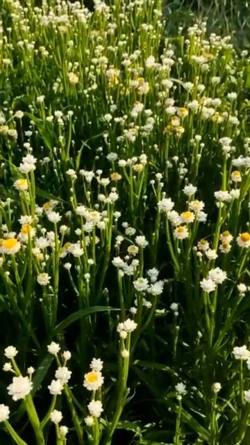 Как Ват такой сухоцвет? Аммобиум