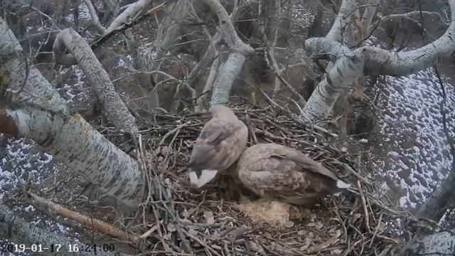 ~ CZUŁE SPOTKANIE PARKI BIELIKÓW ~ DINPI - White-tailed Eagle  Węgry