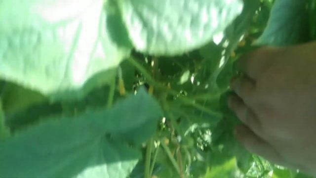 Первый опыт выращивания огурцов от и до удался. 🥒💯%