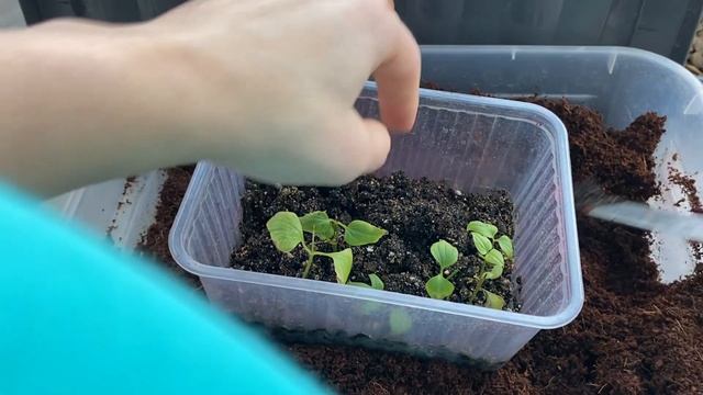 Укоренение клематиса зимой. Результат. Из 1-1 укоренились 9. Хороший результат.