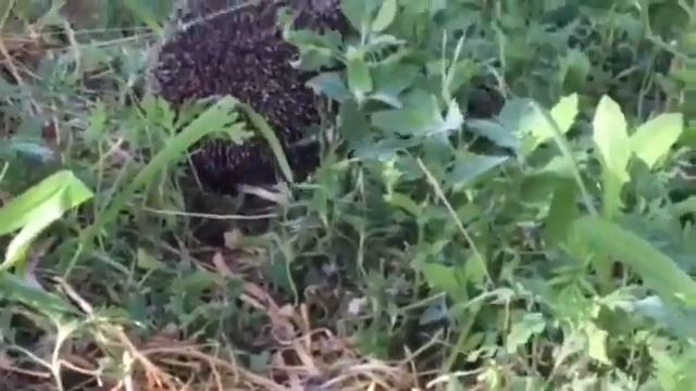 ЁЖИК ЕСТ САЛО