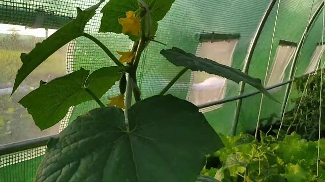 Огірок сорта АМУР