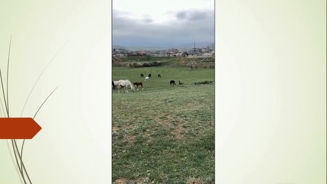 Наблюдая за табуном.  Дагестан.