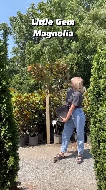 Our Favorite Magnolia Tree Varieties