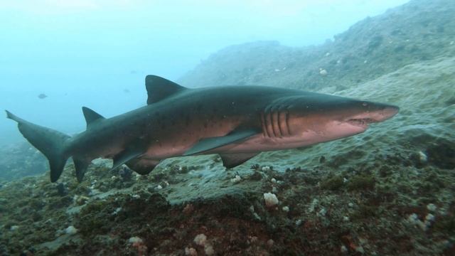 Under The Skippers. (SUDAFRICA)