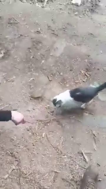 Дрессировка Кота на апорт - зона АТО.