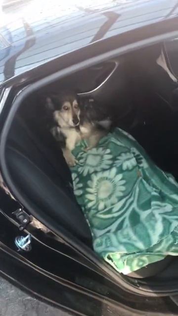 Хитрый пес,по кличке Марли!