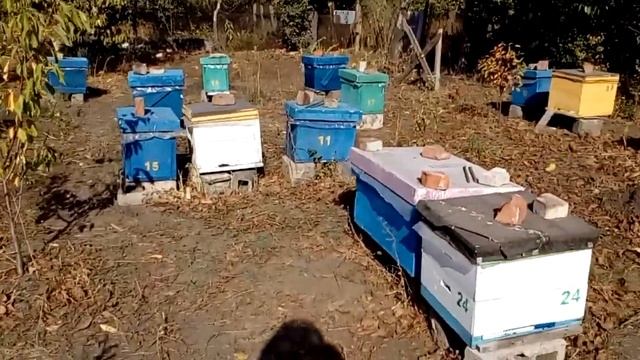 Осенняя ревизия пасеки