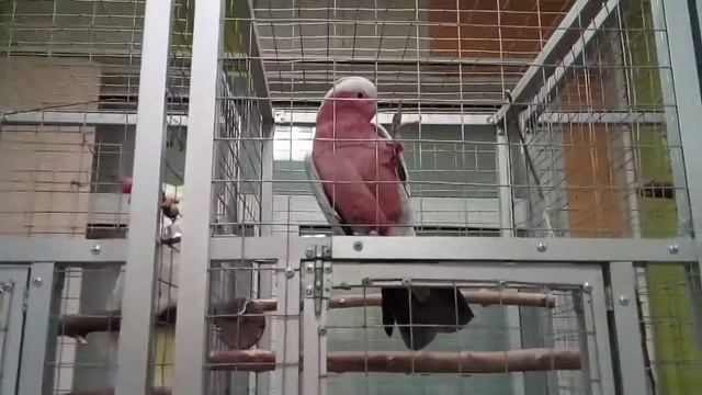 Танцующий попугай