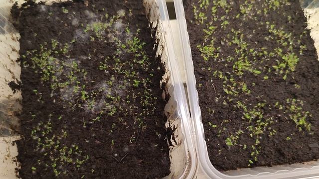 отдаю петунью, но надеясь буду наблюдать за ней и посмотрю что из нее все же вырастет