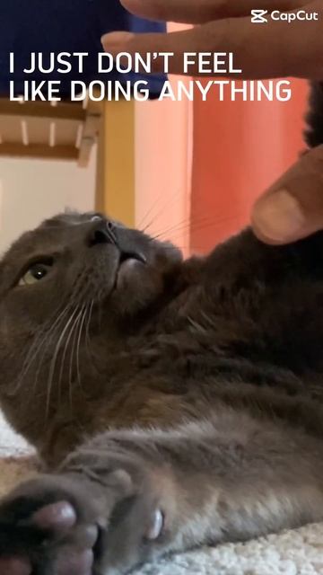 I’m not lazy. I do selective participation #purr #catpurr #kitty #cats #funny #cutekitty