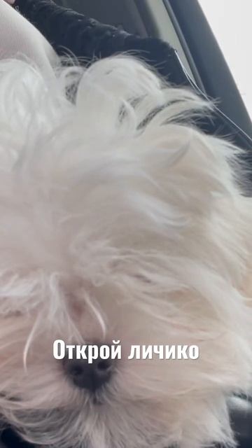 Открой мордочку