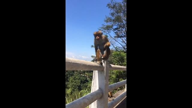 Обезьяна ест банан