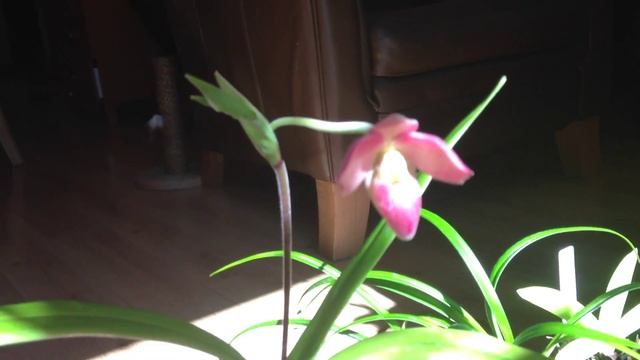 Phragmipedium Hana Popov/Hanne Popow In Beautiful Flower