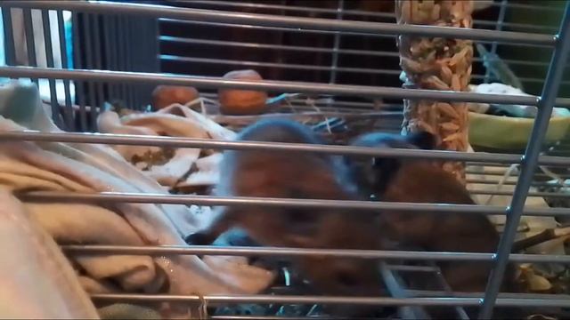 Белочки Дегу