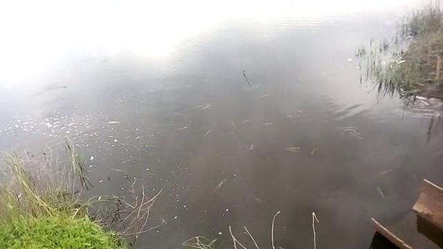 Щука на Армянке. Прощай сазан.