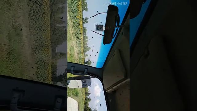 А мухи как пчелы...🤓