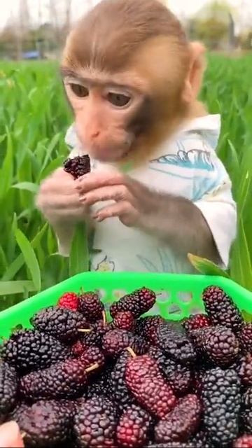 Обезьянка кушает