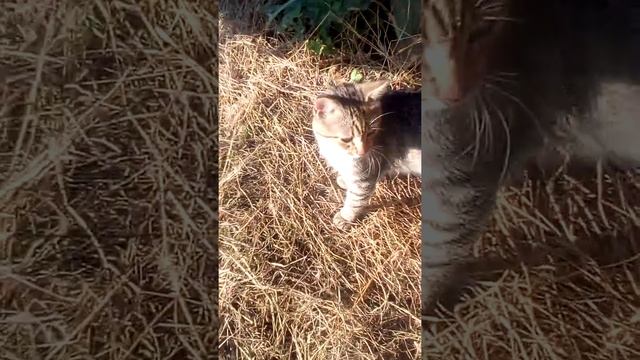 4 сентября 2018 г.