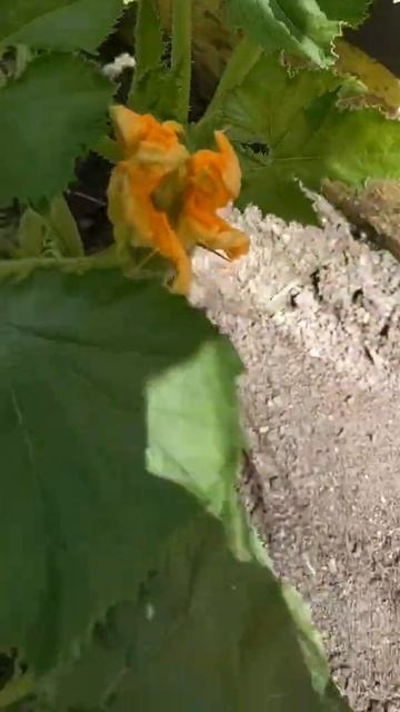Priscilla Flowers Update 😍🎃🏵️ #pumpkin #flowers #pollenate #growing #vegetables #veggie #veggiep